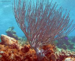 white corral at the corral gardes reef- Olypus Sp-350 by Andrew Kubica 